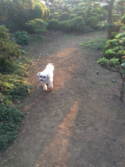 ドッグラン♪ ドッグラン♪