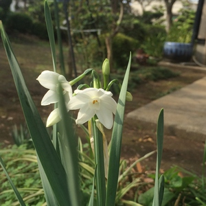 水仙が咲きました! 水仙が咲きました!