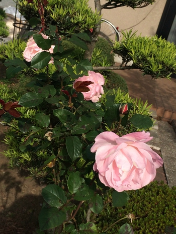 アリッサム✿ アリッサム✿