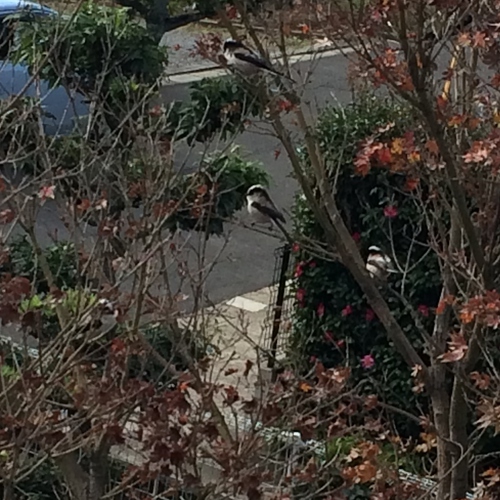 何鳥? 何鳥?