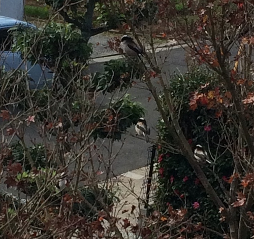 何鳥? 何鳥?