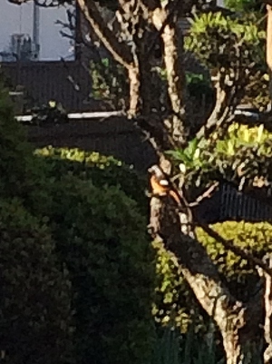ジョウビタキ