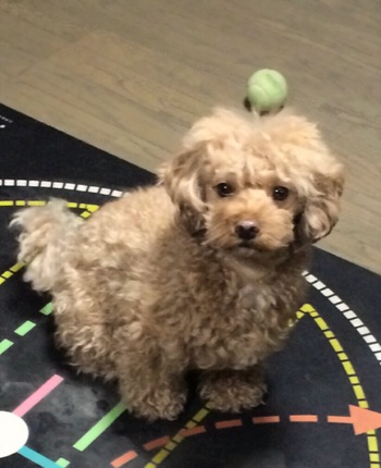 グリちゃんが・・