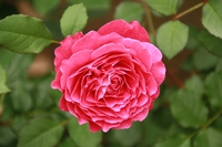 ヴァンテロ✿