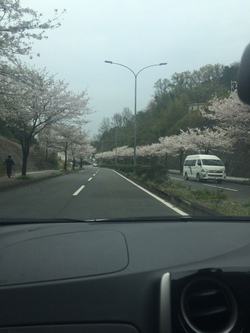 桜並木～♪♪