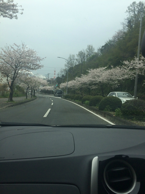 桜並木～♪♪