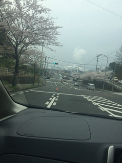桜並木～♪♪