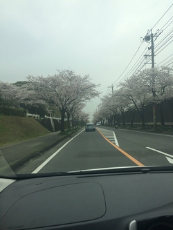 桜並木～♪♪