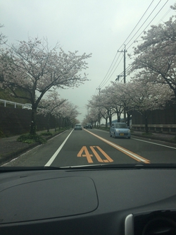 桜並木～♪♪