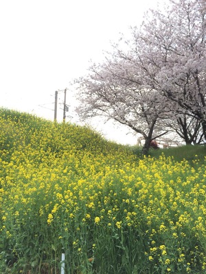 大野川でお花見～♪