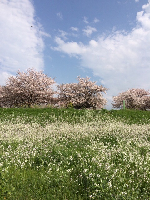 大野川でお花見～♪