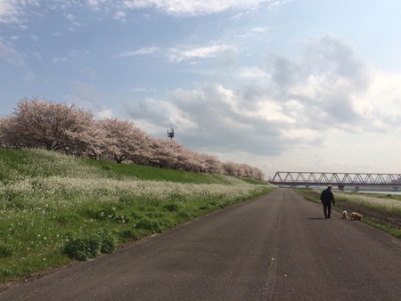大野川でお花見～♪