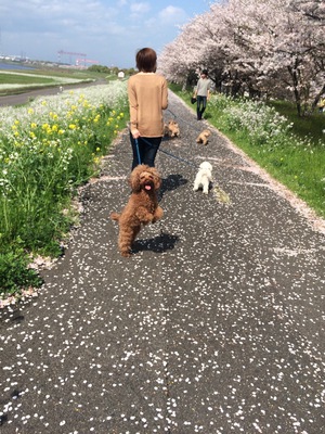 大野川でお花見～♪