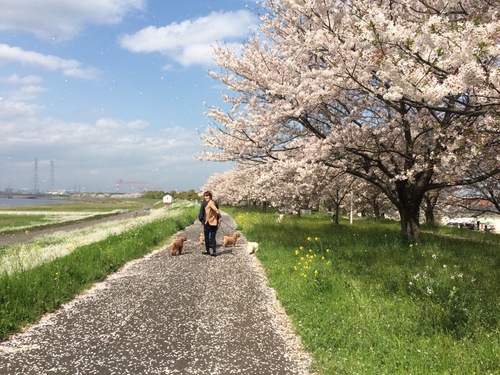 大野川でお花見～♪