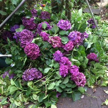 紫陽花の剪定 紫陽花の剪定