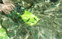 お魚たち♥