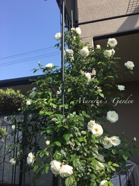 2017年05月11日