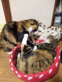 喧嘩するほど…？