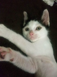 子にゃんこ