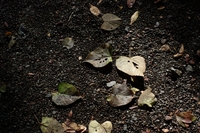 落ち葉（富貴寺にて）