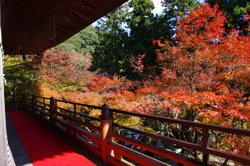 両子寺の紅葉と・・・