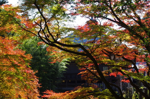両子寺の紅葉と・・・