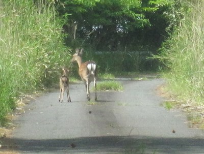鹿さんの家族に遭遇