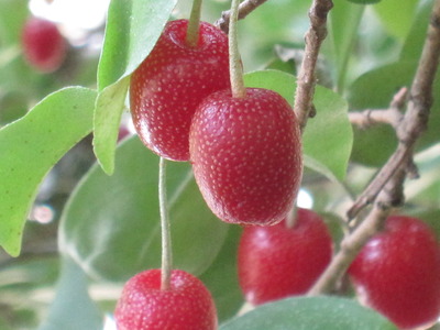 墓参りで腹いっぱい?