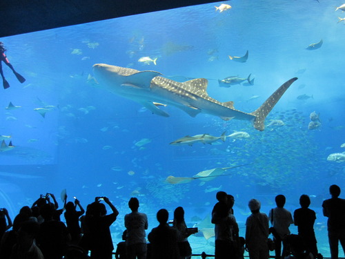 沖縄②万座毛と水族館