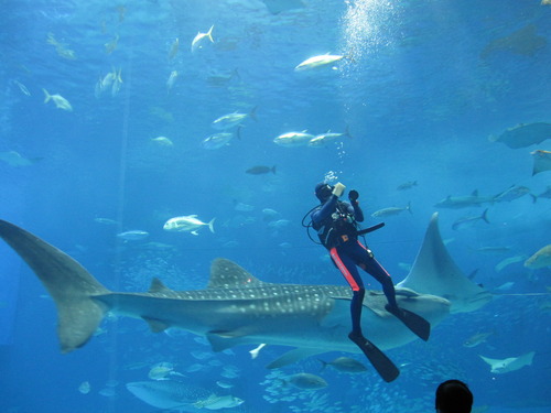 沖縄②万座毛と水族館