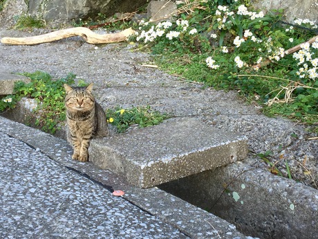 「深島」満喫♬猫まみれw^^ 「深島」満喫♬猫まみれw^^