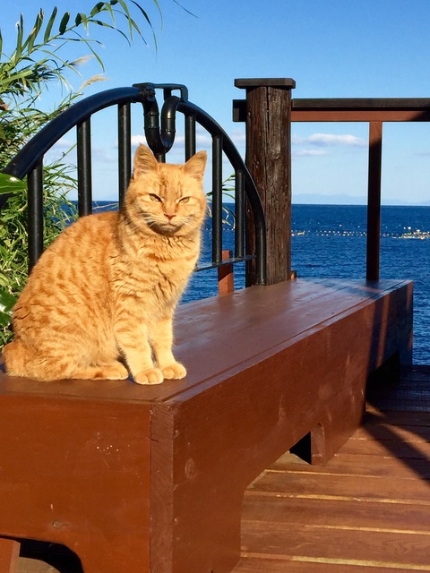 「深島」満喫♬猫まみれw^^ 「深島」満喫♬猫まみれw^^