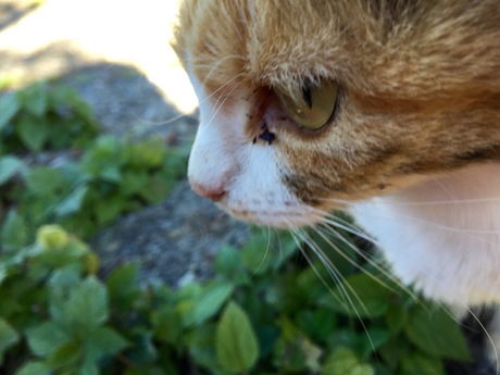 「深島」満喫♬猫まみれw^^ 「深島」満喫♬猫まみれw^^