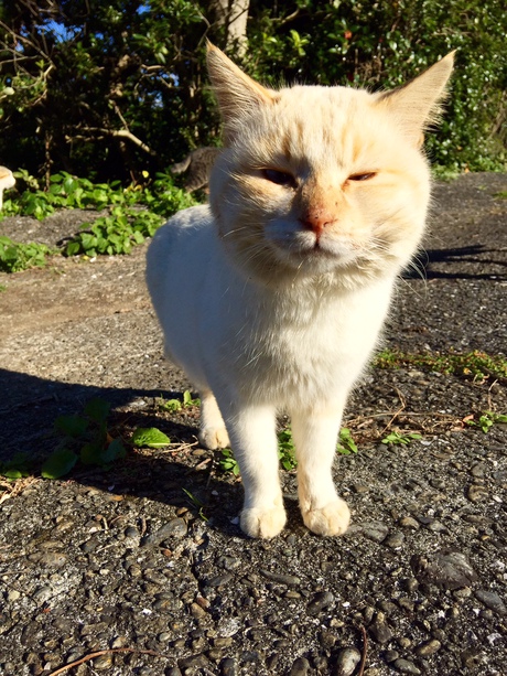「深島」満喫♬猫まみれw^^ 「深島」満喫♬猫まみれw^^