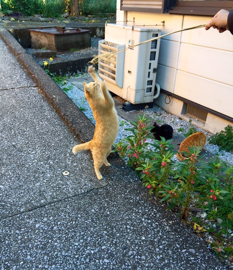 「深島」満喫♬猫まみれw^^ 「深島」満喫♬猫まみれw^^