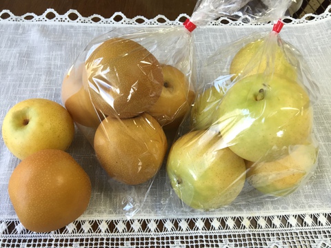 『庄内なし』＠半澤梨園