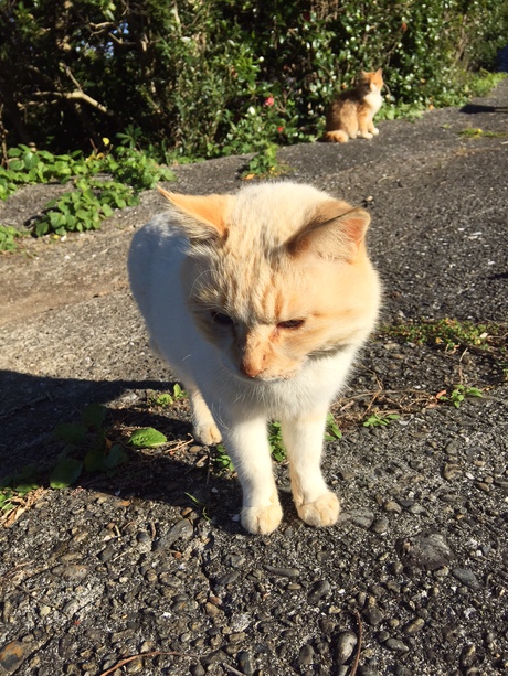 「深島」満喫♬猫まみれｗ＾＾
