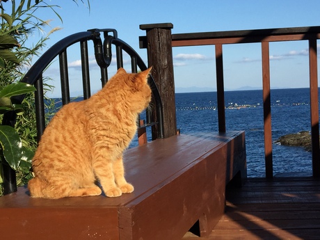 「深島」満喫♬猫まみれｗ＾＾