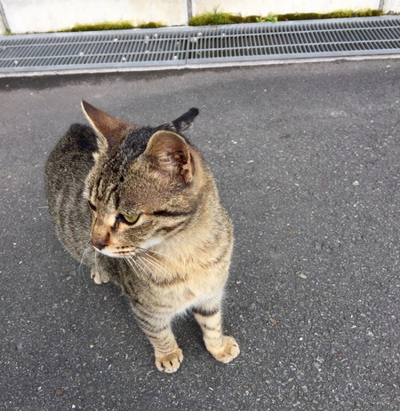 胡桃パンサンド♬と猫