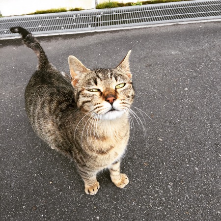 胡桃パンサンド♬と猫