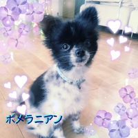 ポメラニアンなんです❣️ ポメラニアンなんです❣️