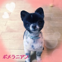 ポメラニアンなんです❣️ ポメラニアンなんです❣️