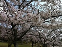 お〜桜 満開！