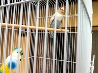 素直になれない…。