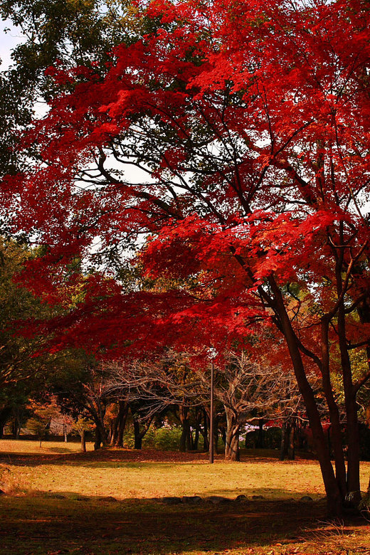 紅葉^^