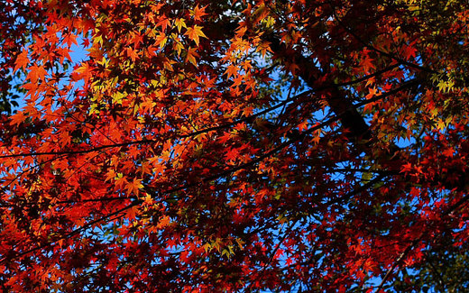 紅葉^^