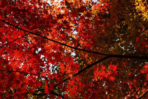 紅葉^^