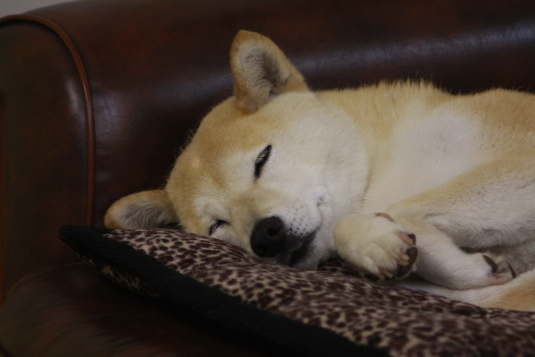 あ~眠たい・・・