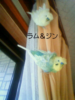 9月20日 迷いインコ