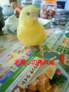 9月20日 迷いインコ